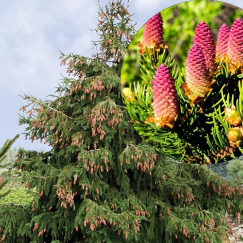 Picea abies 'Acrocona' - Harilik kuusk 'Acrocona' C5/5L